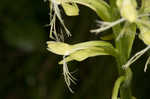 Green fringed orchid